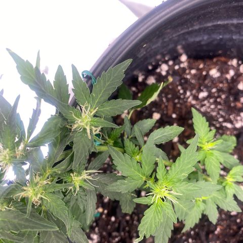 Star 1 growlog timeline photo