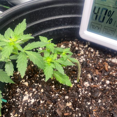Star 1 growlog timeline photo