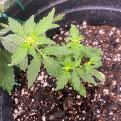 Star 1 growlog timeline photo