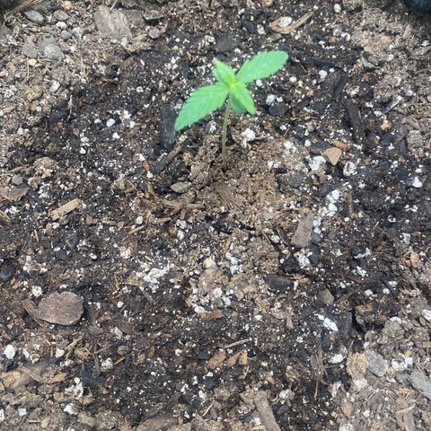 Auto star #2 growlog photo: 24 hours since last feed