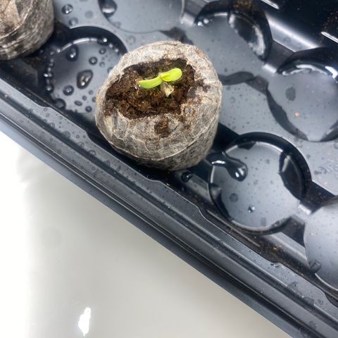 HoneyCream 1 growlog timeline photo