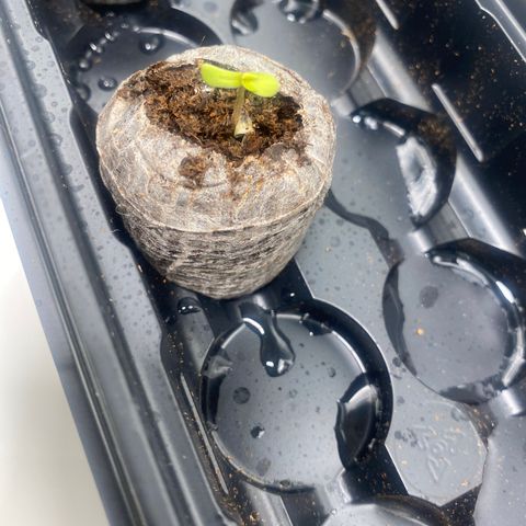 HoneyCream 1 growlog timeline photo