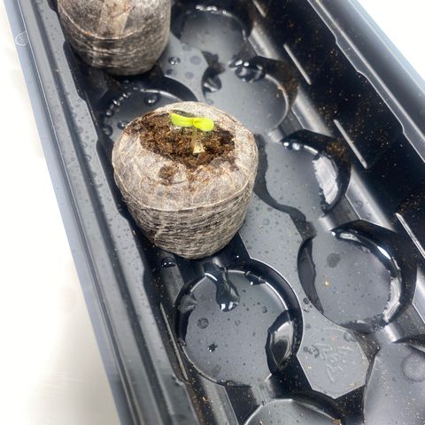 HoneyCream 1 growlog timeline photo