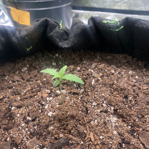 Auto star #2 growlog timeline photo