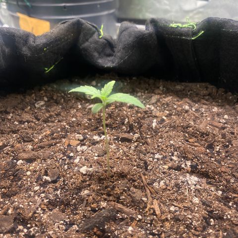 Auto star #2 growlog timeline photo