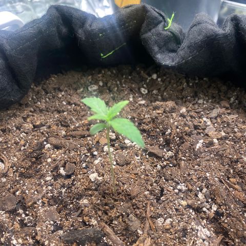 Auto star #2 growlog timeline photo