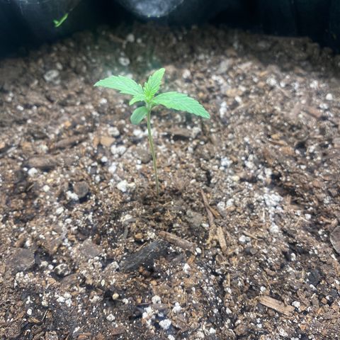 Auto star #2 growlog timeline photo