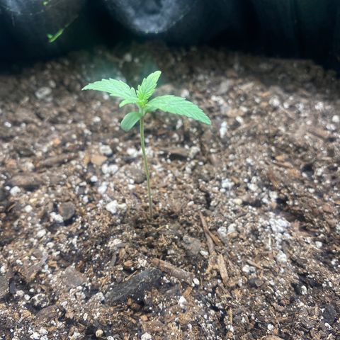 Auto star #2 growlog timeline photo