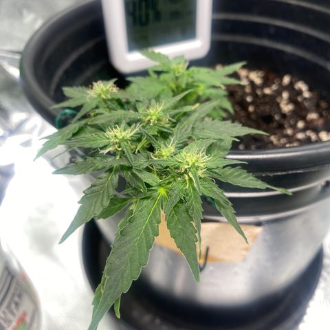 Star 1 growlog timeline photo