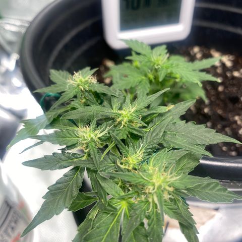 Star 1 growlog timeline photo