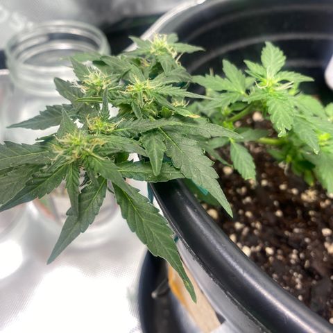 Star 1 growlog timeline photo