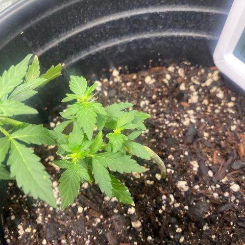 Star 1 growlog timeline photo