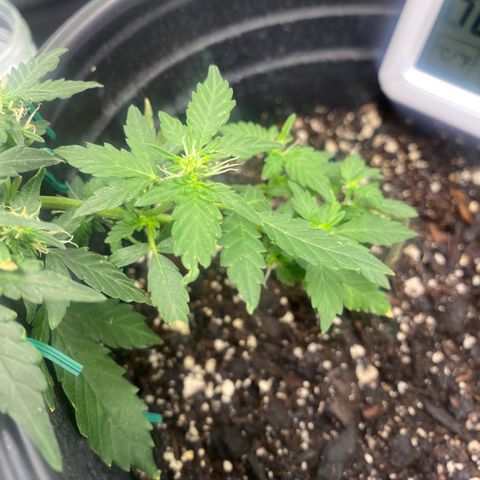 Star 1 growlog timeline photo