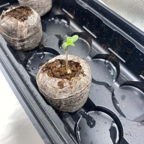 HoneyCream 1 growlog timeline photo