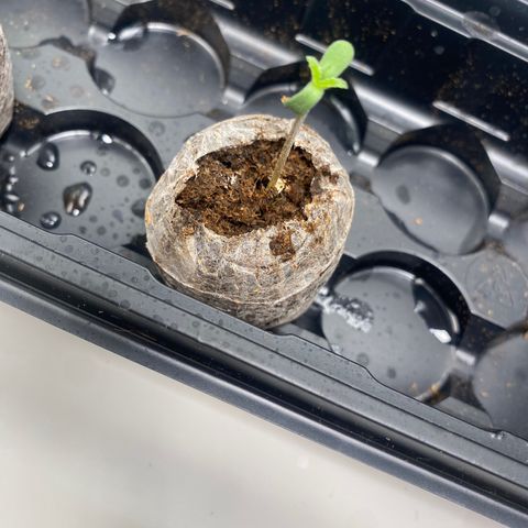 HoneyCream 1 growlog timeline photo