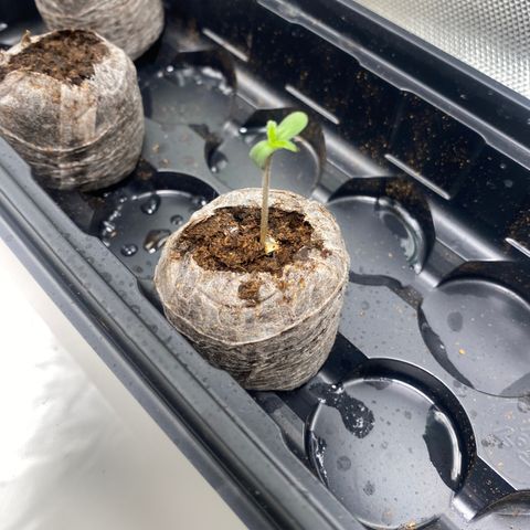 HoneyCream 1 growlog timeline photo
