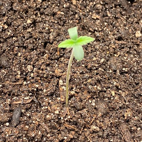HoneyCream 1 growlog timeline photo
