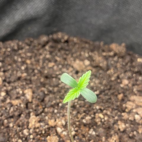 HoneyCream 1 growlog timeline photo