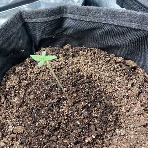 HoneyCream 1 growlog timeline photo