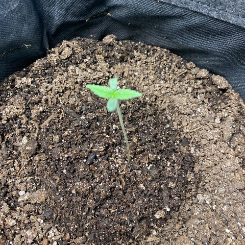 HoneyCream 1 growlog timeline photo