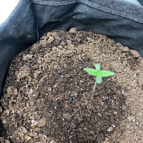 HoneyCream 1 growlog timeline photo