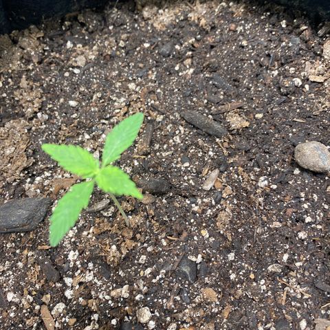 Auto star #2 growlog timeline photo