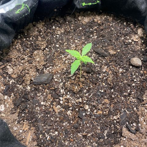 Auto star #2 growlog timeline photo