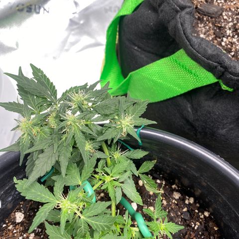 Star 1 growlog timeline photo