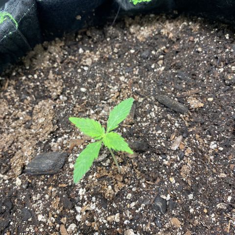 Auto star #2 growlog timeline photo