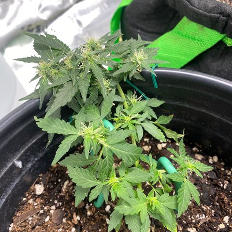 Star 1 growlog timeline photo