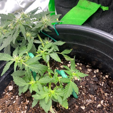 Star 1 growlog timeline photo