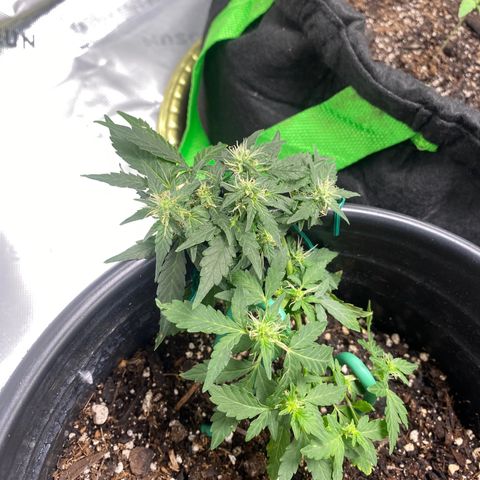 Star 1 growlog timeline photo