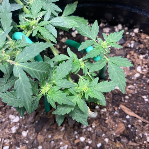 Star 1 growlog timeline photo