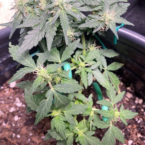 Star 1 growlog timeline photo