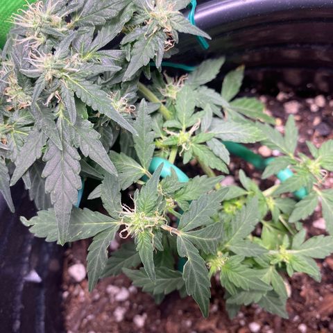 Star 1 growlog timeline photo
