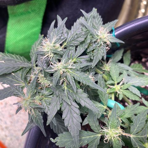 Star 1 growlog timeline photo