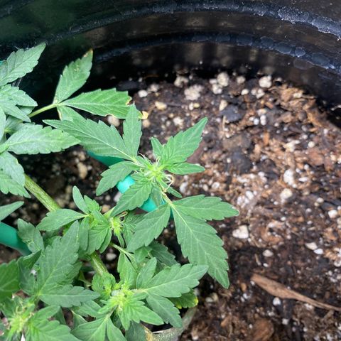 Star 1 growlog timeline photo