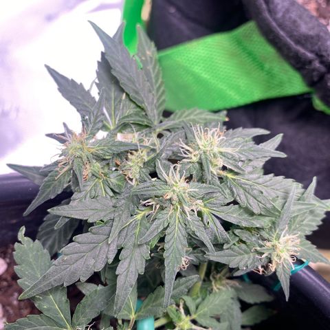 Star 1 growlog timeline photo