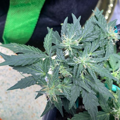 Star 1 growlog timeline photo