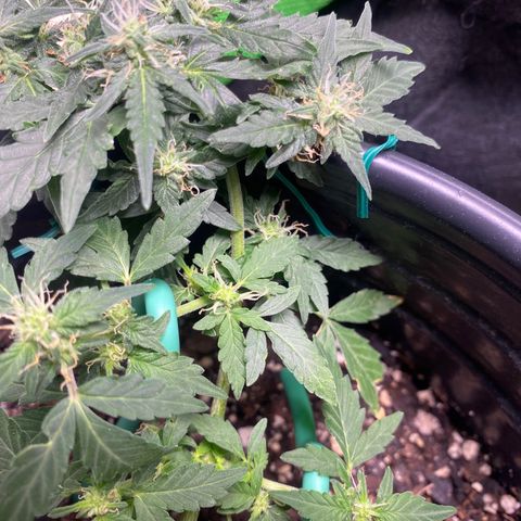 Star 1 growlog timeline photo