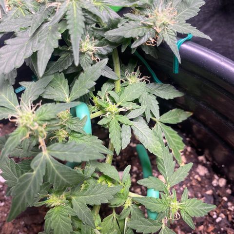 Star 1 growlog timeline photo