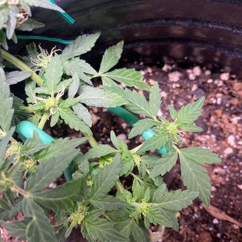 Star 1 growlog timeline photo