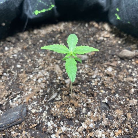 Auto star #2 growlog timeline photo
