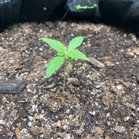 Auto star #2 growlog timeline photo