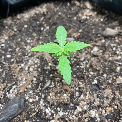 Auto star #2 growlog timeline photo