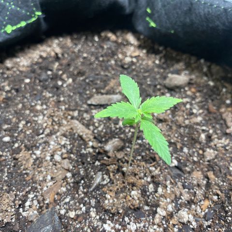 Auto star #2 growlog timeline photo