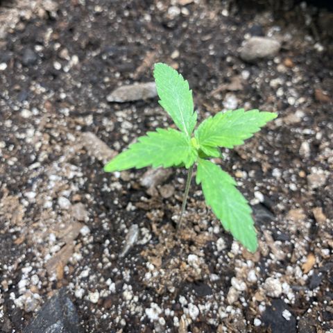 Auto star #2 growlog timeline photo