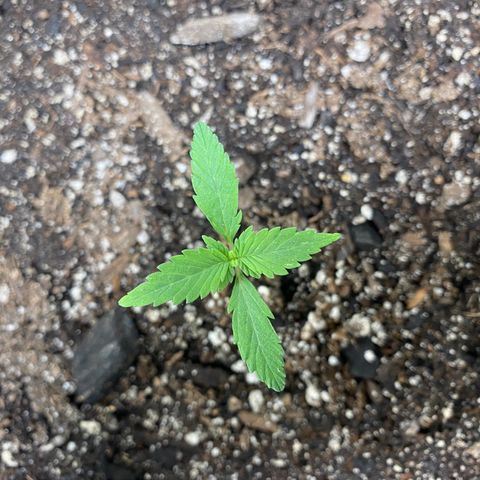 Auto star #2 growlog timeline photo