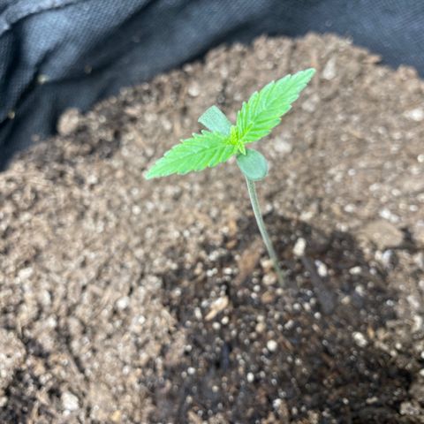 HoneyCream 1 growlog timeline photo