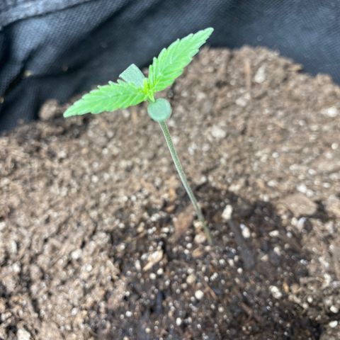 HoneyCream 1 growlog timeline photo